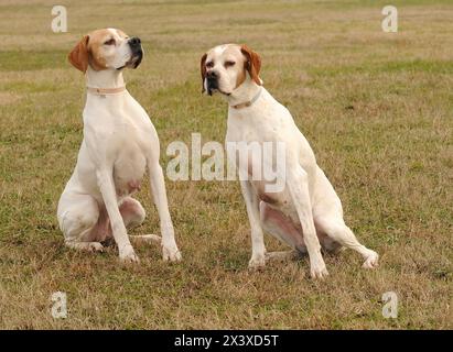 Porträt von zwei Deutsch Kurzhaar Pointer Hunde in der freien Natur. Stockfoto