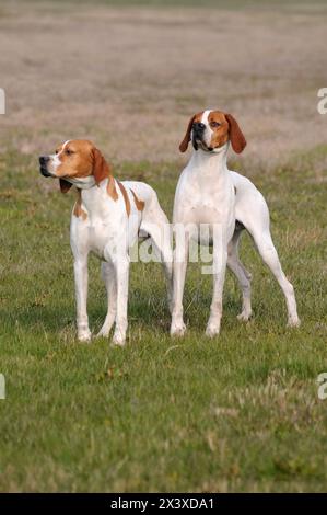 Porträt von zwei Deutsch Kurzhaar Pointer Hunde in der freien Natur. Stockfoto