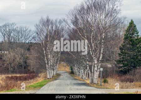 Old Tree gesäumter Highway #1, New Brunswick - Aussicht Stockfoto