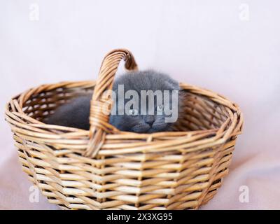 Niedliches graues britisches Kurzhaarkätzchen, das in einem grauen Korb sitzt und goldene Augen auf grauem Hintergrund aufblickt Stockfoto