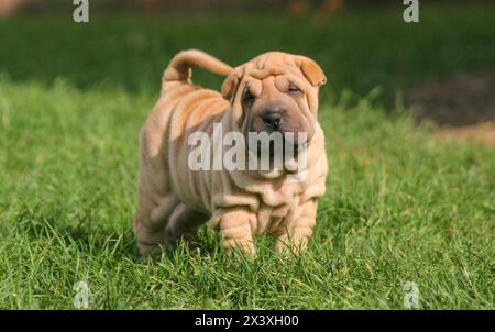 Porträt eines Welpen Shar Pei Hund im Freien. Stockfoto