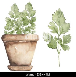Aquarellkräuter in der Topf-Illustration. Handbemalter Kerbel Clipart. Grafische Gewürze in der Küche Stockfoto