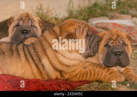 Porträt der Welpen Shar Pei Hunde im Freien. Stockfoto