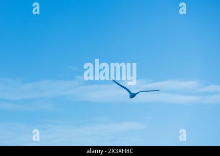 Silhouette am blauen Himmel eines Möwenvogels, der zum Horizont des blauen Himmels fliegt Stockfoto