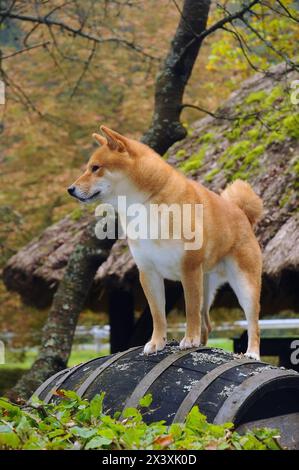 Hund Rasse roter Shiba. Er ist ein Hund Rasse der japanischen Ursprungs. Stockfoto