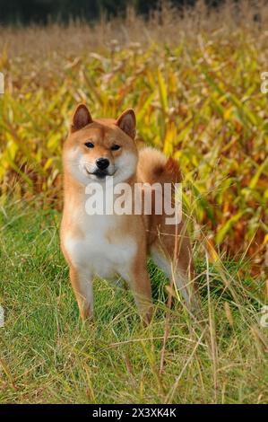 Hund Rasse roter Shiba. Er ist ein Hund Rasse der japanischen Ursprungs. Stockfoto