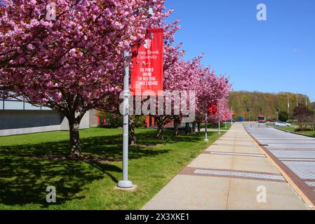 Stony Brook University in Stony Brook, New York, Suffolk County, auf Long Island. Frühlingslandschaft mit blühenden rosa Kirschbäumen Stockfoto