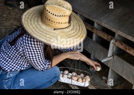 Eine Bauernfrau mit Hut sammelt Hühnereier in einem Korb Stockfoto