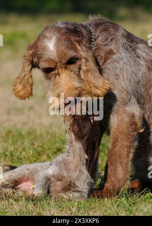 Portrait von typischen Jagdhund, Spinone Italiano Hund. Welpen spielt mit seiner Mutter Stockfoto