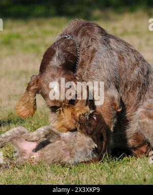 Portrait von typischen Jagdhund, Spinone Italiano Hund. Welpen spielt mit seiner Mutter Stockfoto