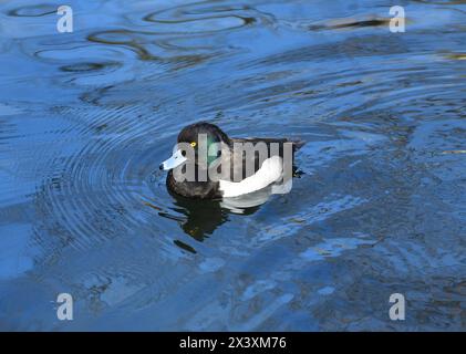 Getuftete Ente (oder getuftete Pochard) (Aythya fuligula), kleine Tauchente Stockfoto