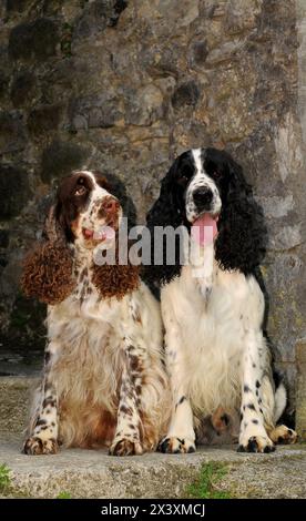 Zwei Hunde züchten englischen Springer Spaniel im Freien. Stockfoto