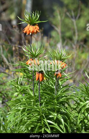 Frühlingslandschaft. Fritillaria imperialis, Krone imperial, imperial Fritillary oder Kaiserkrone Stockfoto