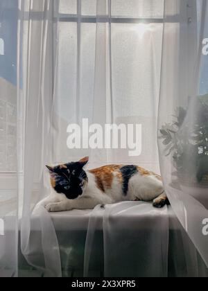 Eine Schildpatt-Katze mit grünen Augen liegt auf einer Fensterbank und blickt draußen auf die Sonne, die durch weiße Vorhänge scheint. Stockfoto