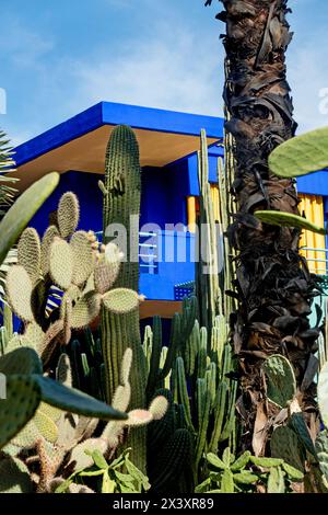 Marrakesch Marokko, 16.11.2024. Wunderschöner Garten Jardin Majorelle in Marrakesch, Marokko, Nordafrika, Afrika Stockfoto