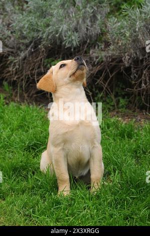 Porträt eines Welpen-Mastiff-Hundes im Freien. Stockfoto