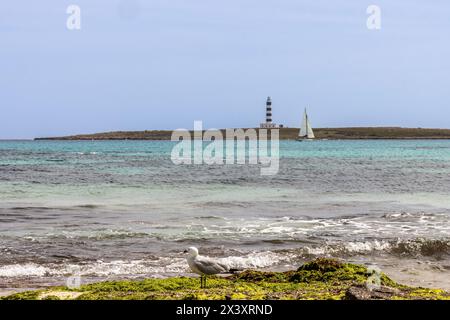 Playa de Punta Prima en Menorca. EN primer plano una gaviota, al fondo la isla del aire con su faro y un velero. España Stockfoto