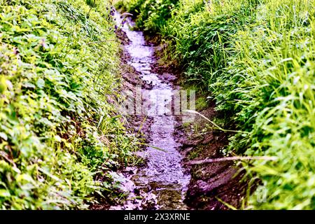 Ein kleiner Bach fließt durch das grüne Gras im Sommerwald. Stockfoto