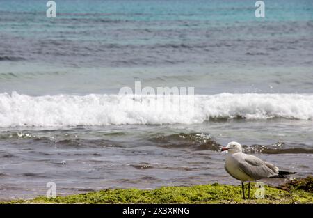 Retrato de una gaviota con una ola y el Agua turquesa de la playa de Punta Prima en Menorca. España Stockfoto