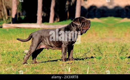 Portrait Bild eines Neapolitanischer Mastiff im Freien Stockfoto