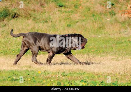 Portrait Bild eines Neapolitanischer Mastiff im Freien Stockfoto