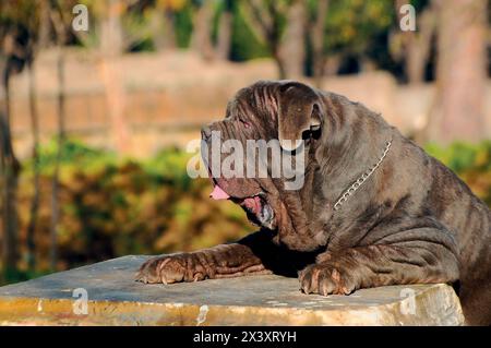 Portrait Bild eines Neapolitanischer Mastiff im Freien Stockfoto