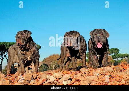 Portrait Bild eines Neapolitanischer Mastiff im Freien Stockfoto