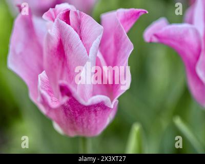 Pinkfarbene Tulpen im Frühlingsgarten. Geringe Schärfentiefe. Stockfoto