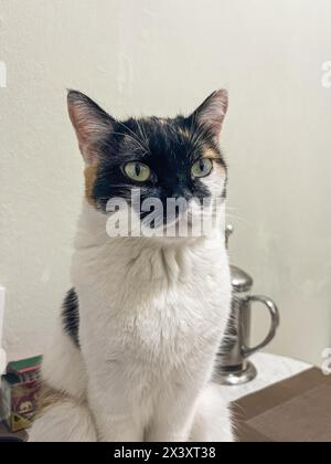 Eine schöne Katze mit auffälligen grünen Augen sitzt auf einem Tisch und schaut zur Seite. Süßes, neugieriges Kätzchen mit schwarzem, orangefarbenem und weißem Fell. Stockfoto