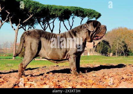 Portrait Bild eines Neapolitanischer Mastiff im Freien Stockfoto