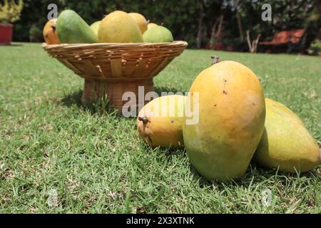 Köstliche Mangobrüchte im Korb. Stockfoto