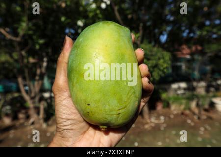 Hände halten köstliche Mangobrüchte auf Teller, King of Fruits Mango Kesar keri Sorte Stockfoto