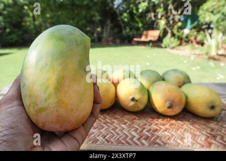 Hände halten köstliche Mangobrüchte auf Teller, King of Fruits Mango Kesar keri Sorte Stockfoto