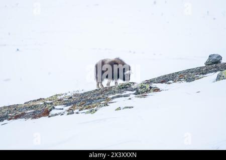 Wunderschönes Porträt eines Baby-Moschusochsen spaziert durch den Schnee und sucht zwischen Steinen, Büschen und Moos in einer verschneiten Landschaft zwischen Mo Stockfoto