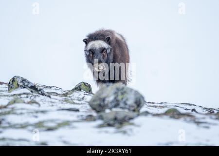 Wunderschönes Porträt eines Baby-Moschusochsen spaziert durch den Schnee und sucht zwischen Steinen, Büschen und Moos in einer verschneiten Landschaft zwischen Mo Stockfoto