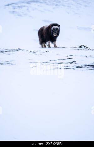 Wunderschönes Porträt eines Baby-Moschusochsen spaziert durch den Schnee und sucht zwischen Steinen, Büschen und Moos in einer verschneiten Landschaft zwischen Mo Stockfoto