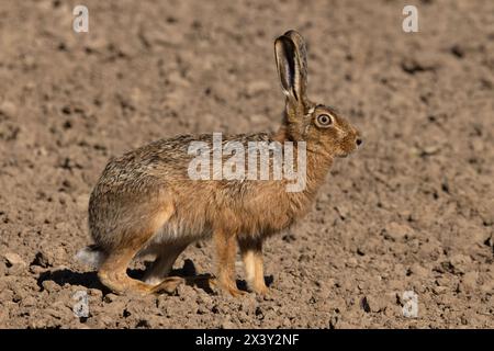 Braunhase (Lepus europaeus) Helpringham Fen Lincolnshire April 2024 Stockfoto