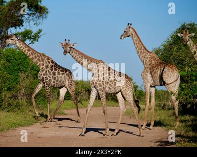 Giraffe Botswana 7 Halswirbel Stockfoto