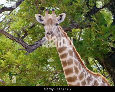 Giraffe Botswana 7 Halswirbel Stockfoto