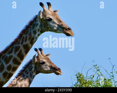 Giraffe Botswana 7 Halswirbel Stockfoto