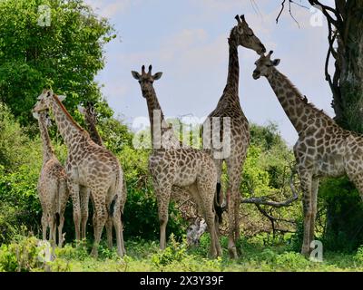 Giraffe Botswana 7 Halswirbel Stockfoto