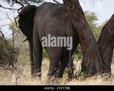 Elefant kratzt sich am Baum, Wellness für Elefanten Stockfoto