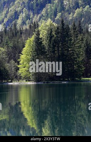 Wanderung rund um den Offensee, nahe Ebensee am Traunsee, im oberösterreichischen Salzkammergut, am 27.04.2024. Das Bild zeigt ein Landschaftsbild mit Wald am Offensee 2024 - Wanderung rund um den Offensee, nahe Ebensee am Traunsee, im oberösterreichischen Salzkemmergut, am 27.04.2024. *** Wanderung rund um den Offensee, bei Ebensee am Traunsee, im oberösterreichischen Salzkammergut, am 27 04 2024 das Bild zeigt eine Landschaft mit Wald am Offensee 2024 Wanderung rund um den Offensee, bei Ebensee am Traunsee, im oberösterreichischen Salzkemmergut, am 27 04 2024 Stockfoto