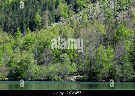 Wanderung rund um den Offensee, nahe Ebensee am Traunsee, im oberösterreichischen Salzkammergut, am 27.04.2024. Das Bild zeigt ein Landschaftsbild mit Wald am Ufer des Offensees 2024 - Wanderung rund um den Offensee, nahe Ebensee am Traunsee, im oberösterreichischen Salzkemmergut, am 27.04.2024. *** Wanderung rund um den Offensee, bei Ebensee am Traunsee, im oberösterreichischen Salzkammergut, am 27 04 2024 das Bild zeigt eine Landschaft mit Wald am Ufer des Offensees 2024 Wanderung rund um den Offensee, bei Ebensee am Traunsee, im oberösterreichischen Salzkemmergut, am 27 04 2024 Stockfoto