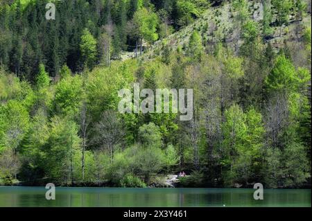 Wanderung rund um den Offensee, nahe Ebensee am Traunsee, im oberösterreichischen Salzkammergut, am 27.04.2024. Das Bild zeigt ein Landschaftsbild mit Wald am Ufer des Offensees 2024 - Wanderung rund um den Offensee, nahe Ebensee am Traunsee, im oberösterreichischen Salzkemmergut, am 27.04.2024. *** Wanderung rund um den Offensee, bei Ebensee am Traunsee, im oberösterreichischen Salzkammergut, am 27 04 2024 das Bild zeigt eine Landschaft mit Wald am Ufer des Offensees 2024 Wanderung rund um den Offensee, bei Ebensee am Traunsee, im oberösterreichischen Salzkemmergut, am 27 04 2024 Stockfoto