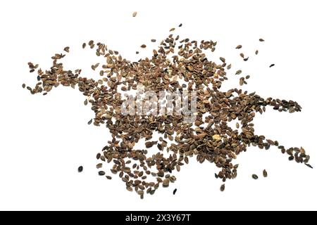 Trockene Karottensamen, bereit zum Anpflanzen im Garten, auf weißem Hintergrund. Stockfoto