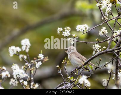 Eine Gartenlaube, Sylvia Borin in Ambleside, Lake District, Großbritannien. Stockfoto