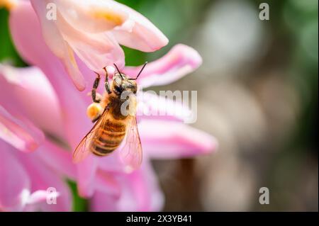 Honigbiene mit Pollen auf einer rosa Blume Stockfoto