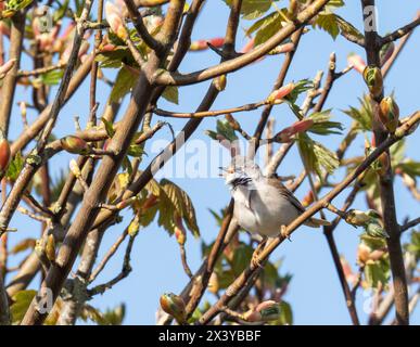 Sylvia communis singt in Hodbarrow in millom, Cumbria, Großbritannien. Stockfoto