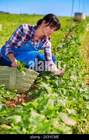 Landwirt, Rapini, Broccoli raab, landwirtschaftliches Feld, Funes, Navarra, Spanien, Europa Stockfoto